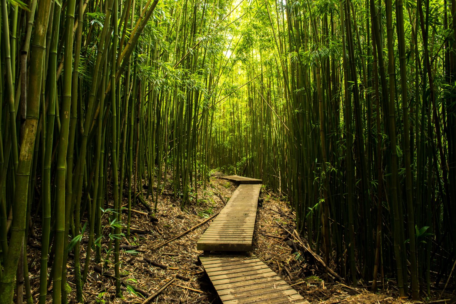 Bamboo Forest, Maui (2021)
